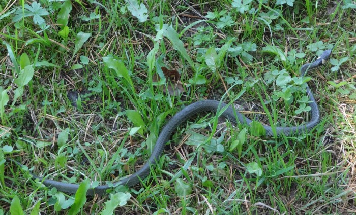 Ringelnatter in der Tirschenreuther Teichplatte