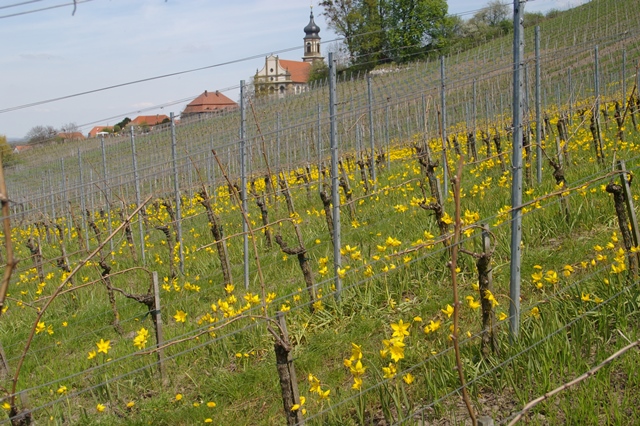 Weinbergstulpenmeer bei Castell