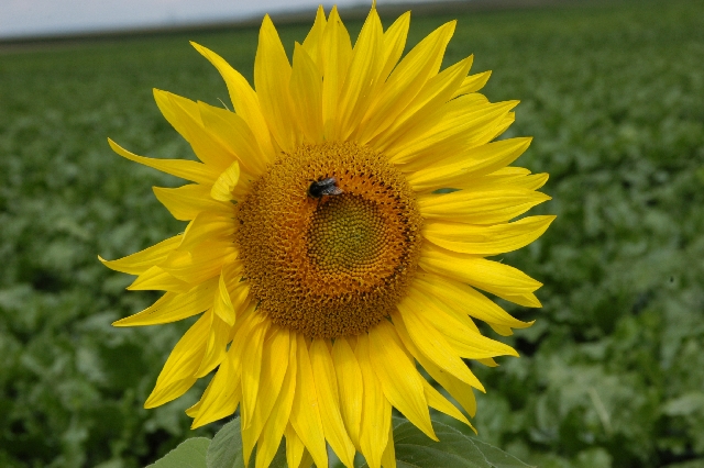 Sonnenblume am Friedensweg