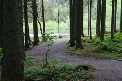 Weg um den Waldsee