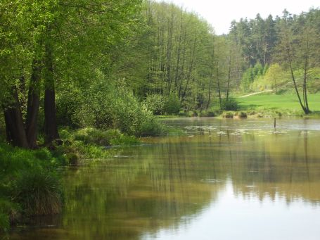 Der Weiher Unterbreitenlohe