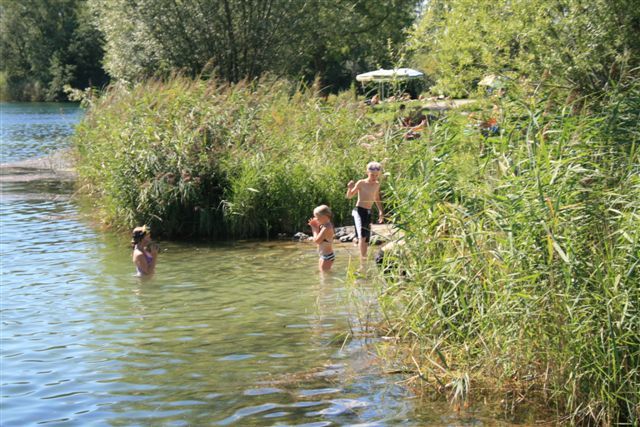 Uferbereich mit Schilf am Happingerausee