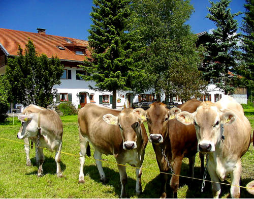 Urlaub auf dem Bauernhof