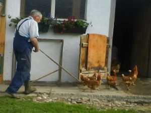 Unsere Hühner laufen quer über den Hof