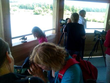 Vogelbeobachtungsturm am Illerstausee, Lautrach