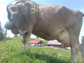 Sennalpe Oberhündle