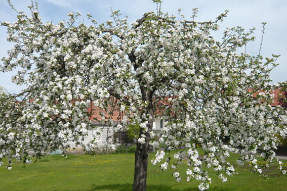 Blüte im Frühjahr.