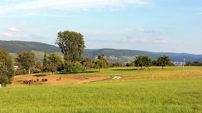 Blick auf die Landschaft bei Wörth am Main