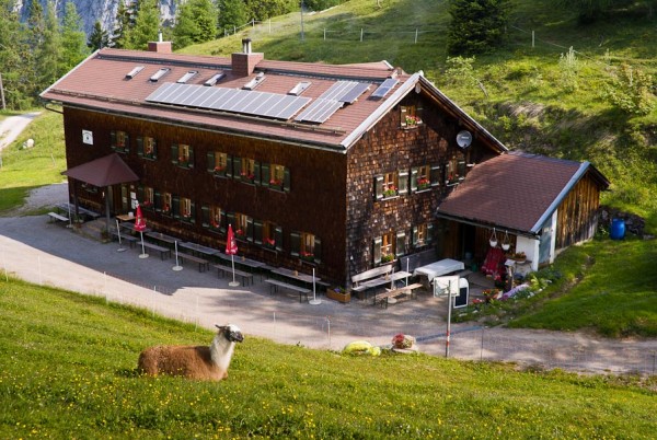 Sommerfrische für viele Tiere sind die Almwiesen rund um die Neue Magdeburger Hütte