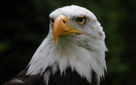 Falknerei-Burg-Obernberg