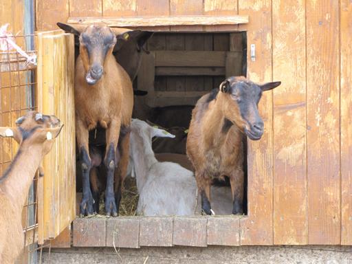 Ziegenparadies Fischhofbauer