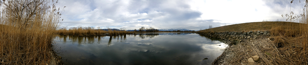 Schilfrohr im Naturschutzgebiet Schleienlöcher in Hard mit Blick zum Pfänder, zum Gebhardsberg und in den vorderen Bregenzerwald.