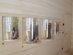 In den Wandvitrinen gibt es einiges über die in der Umgebung typischen Vögel zu lernen!