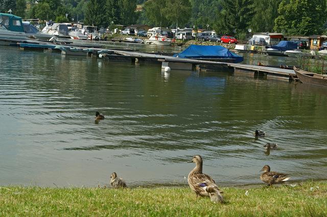 Enten im idyllischen Bootshafen