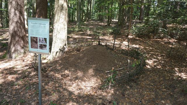 Waldschule - Ameisenhaufen
