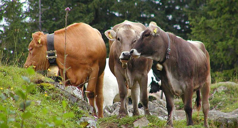 Kühe auf der Weide