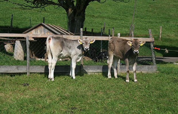 Unser Jungvieh