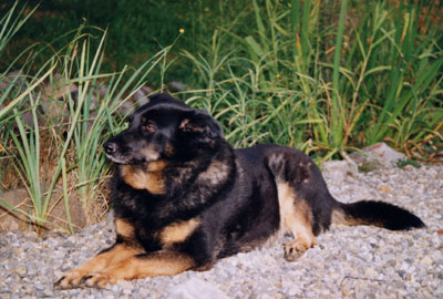 Unser Haus- und Hofhund
