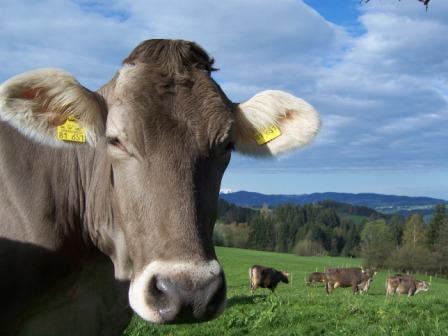 Kühe dürfen bei uns selbstverständlich raus aus dem Stall