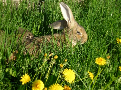 Unsere Häschen liebe das frische Gras im Frühling