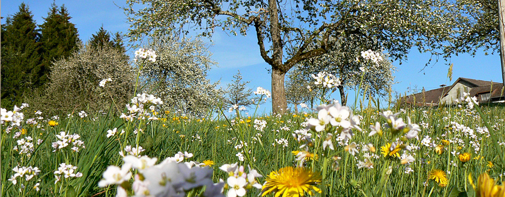Frühling in Opfenbach