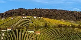 Weinlage Donnersberger Falkenberg