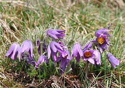 Küchenschelle im April bei Großenohe