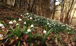 Märzenbecher im Großenohe Tal