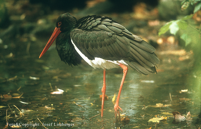Schwarzstorch im Rannatal