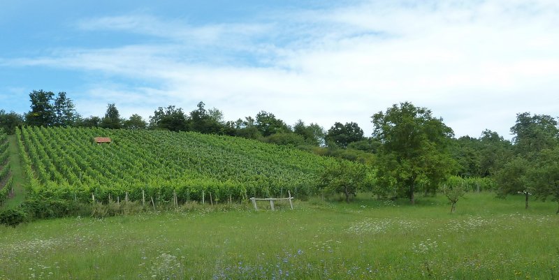 Versteckte Weinberge bei Ingolstadt