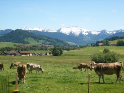 Bei uns grasen die Kühe auf saftigen Wiesen