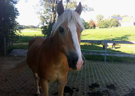 Unser Haflinger