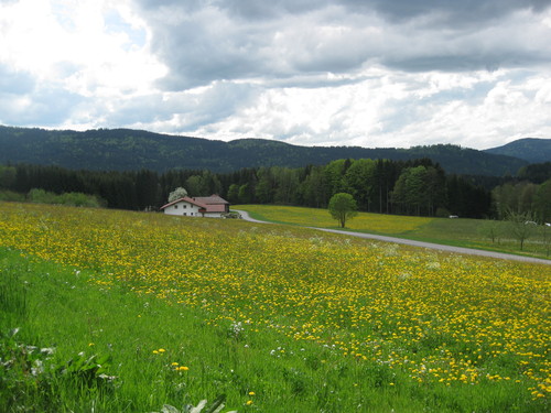Freies  Wiesengelände