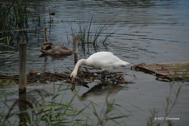 Vogelbeobachtung vom Turm aus.