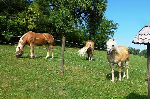 Pferdekoppel bei Weiher