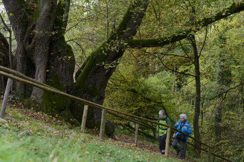 Die Tassilolinde bei Wessobrunn