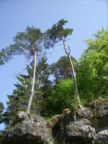 Bernheck, Plecher Schlaufe