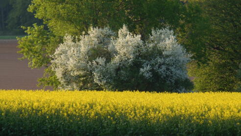 Schleifenroute - blühende Wiese in der Nähe von Dinkelbühel im Naturpark Altmühltal