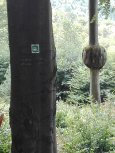 Kurioser Baum