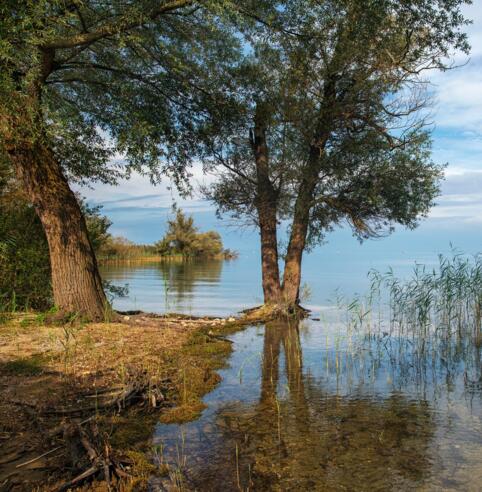Naturschutzgebiet Rohrspitz