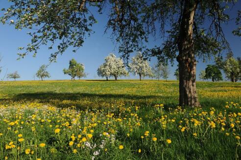 Streuobstbäume und Löwenzahnwiese