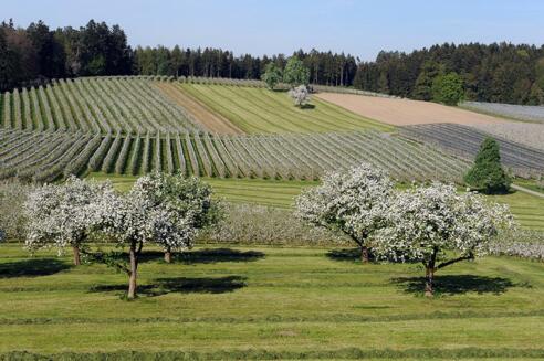 Blühende Streuobstwiese