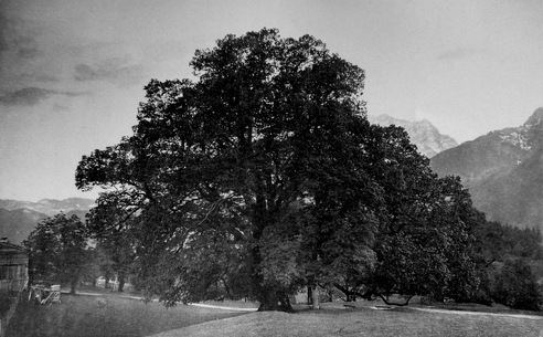 Die Hindenburglinde im Jahre 1900 | Fotografie von Friedrich Stützer