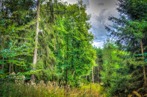 Bratwursteiche bei Heldburg