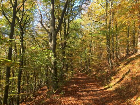 Buchwald hinter der Plassenburg