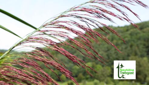 Naturbühne Trebgast