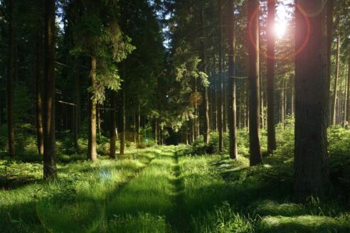 Waldweg