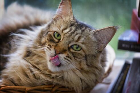 Katze