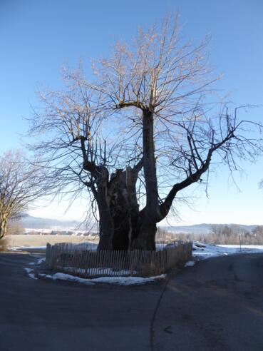 Alte Linde Ludwigshöhe