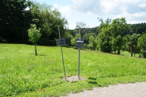 Trilogie-Nadeln am Serpentinenweg